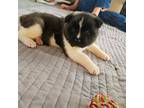 Akita Puppy for sale in Croswell, MI, USA