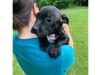 Staffordshire Bull Terrier Puppy for sale in Dawsonville, GA, USA