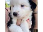 Australian Shepherd Puppy for sale in Burkesville, KY, USA