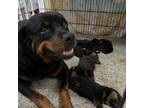 Rottweiler Puppy for sale in Lakeland, FL, USA