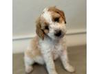 Mutt Puppy for sale in Norfolk, VA, USA
