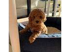 Poodle (Toy) Puppy for sale in Black Canyon City, AZ, USA