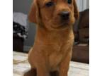 Labrador Retriever Puppy for sale in Ruth, MS, USA