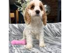 Cocker Spaniel Puppy for sale in Greenfield, IN, USA