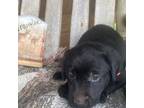 Labrador Retriever Puppy for sale in Sheridan, MI, USA