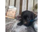 Labrador Retriever Puppy for sale in Sheridan, MI, USA