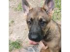 German Shepherd Dog Puppy for sale in Cleveland, TN, USA