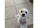 Maltese Puppy for sale in Jacksonville Beach, FL, USA