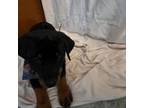 Rottweiler Puppy for sale in Quakertown, PA, USA