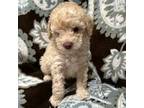 Poodle (Toy) Puppy for sale in Swanton, OH, USA