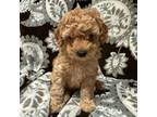 Poodle (Toy) Puppy for sale in Swanton, OH, USA