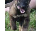 German Shepherd Dog Puppy for sale in Allegan, MI, USA