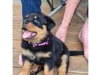 Rottweiler Puppy for sale in Estacada, OR, USA