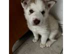 Siberian Husky Puppy for sale in Kissimmee, FL, USA