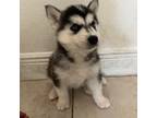 Siberian Husky Puppy for sale in Kissimmee, FL, USA