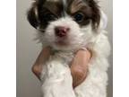 Mal-Shi Puppy for sale in Mechanicsville, VA, USA