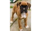 GGSD Champion Boxer Puppies Available