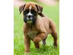 BSDG Champion Boxer Puppies Available