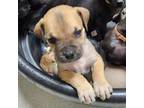 Boerboel Puppy for sale in Holly Springs, MS, USA