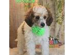 Mutt Puppy for sale in Barnett, MO, USA