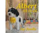 Poodle (Toy) Puppy for sale in Barnett, MO, USA