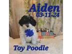 Poodle (Toy) Puppy for sale in Barnett, MO, USA