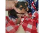 Yorkshire Terrier Puppy for sale in North Port, FL, USA