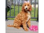 Goldendoodle Puppy for sale in Berlin, OH, USA