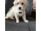 Maltese Puppy for sale in Ellenville, NY, USA