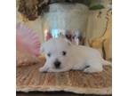 West Highland White Terrier Puppy for sale in South Orange, NJ, USA