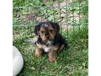 Yorkshire Terrier Puppy for sale in Shelbina, MO, USA