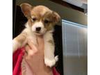 Pembroke Welsh Corgi Puppy for sale in Portland, OR, USA