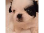 Japanese Chin Puppy for sale in Greenville, SC, USA