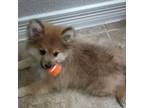 Pomeranian Puppy for sale in Conroe, TX, USA
