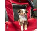 Miniature Australian Shepherd Puppy for sale in Wortham, TX, USA