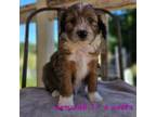 Mutt Puppy for sale in Redding, CA, USA