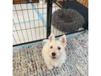 West Highland White Terrier Puppy for sale in Sylva, NC, USA