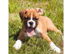SDER Champion Boxer Puppies Available