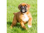 SBGG Champion Boxer Puppies Available