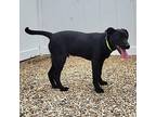 Lenny Labrador Retriever Young Male