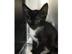 Cookie Domestic Shorthair Kitten Female