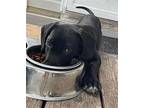 River Labrador Retriever Puppy Male