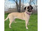 Bailey Mastiff Adult Female