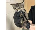 Rosalee Domestic Shorthair Kitten Female