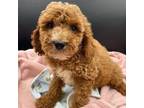 Goldendoodle Puppy for sale in Sevierville, TN, USA