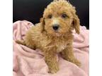 Goldendoodle Puppy for sale in Sevierville, TN, USA