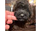 Maltipoo Puppy for sale in Mastic, NY, USA