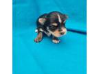 Yorkshire Terrier Puppy for sale in Pana, IL, USA