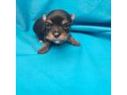 Mutt Puppy for sale in Pana, IL, USA