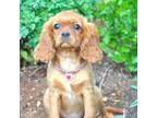 Cavalier King Charles Spaniel Puppy for sale in Appomattox, VA, USA